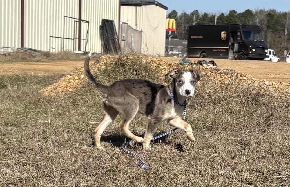 Enlarge Pilgrim, a Adoptable mixed breed in Crystal Springs, MS image 4/6