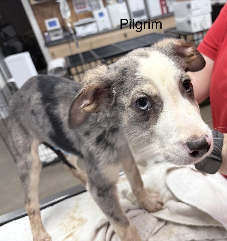 Enlarge Pilgrim, a Adoptable mixed breed in Crystal Springs, MS image 5/6