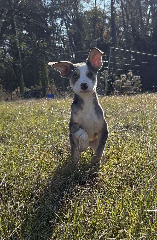 Enlarge Pilgrim, a Adoptable mixed breed in Crystal Springs, MS image 6/6