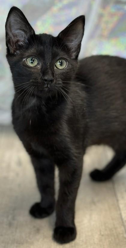 Pixie, Adoptable, Adult Female Domestic Medium Hair & Domestic Short Hair.