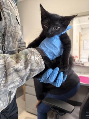 Enlarge Pixie, a Adoptable mixed breed in Shreveport, LA image 2/2