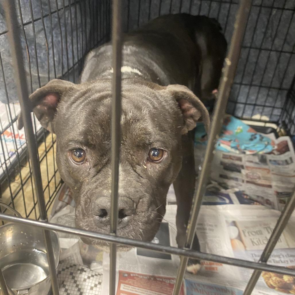 Juju - 121601T, Adoptable, Adult Female Pit Bull Terrier.