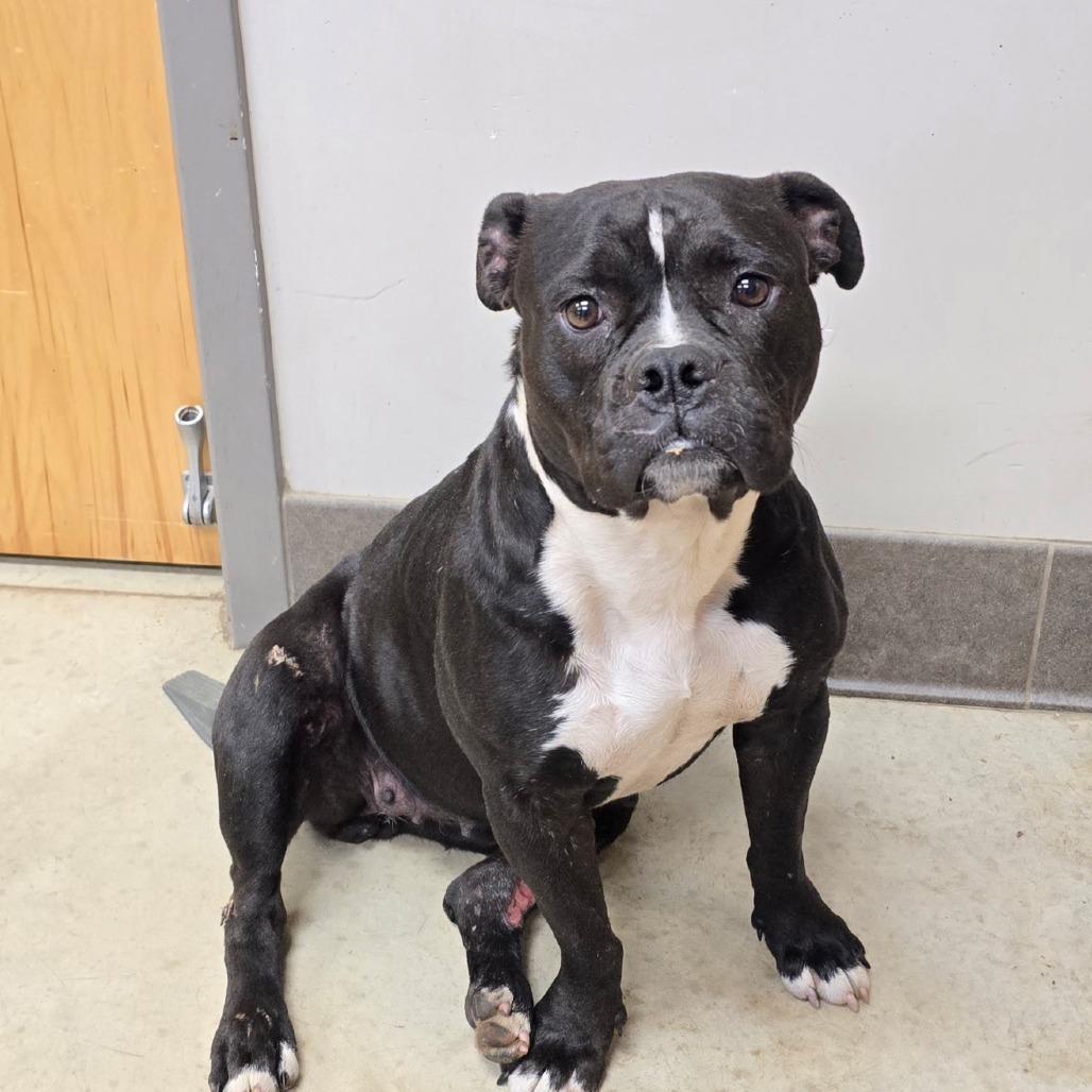 Enlarge Juju - 121601T, a Adoptable mixed breed in Tupelo, MS image 2/2