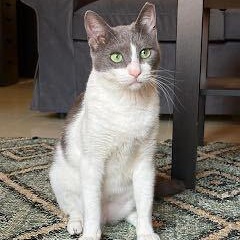 Enlarge Jade, a Adoptable Domestic Short Hair in Waltham, MA image 3/4