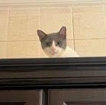 Enlarge Jade, a Adoptable Domestic Short Hair in Waltham, MA image 4/4
