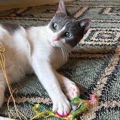 Enlarge Jade, a Adoptable Domestic Short Hair in Waltham, MA image 2/4