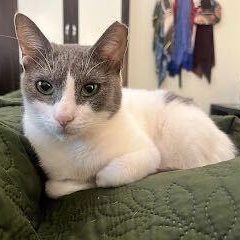 Jade, Adoptable, Young Female Domestic Short Hair.
