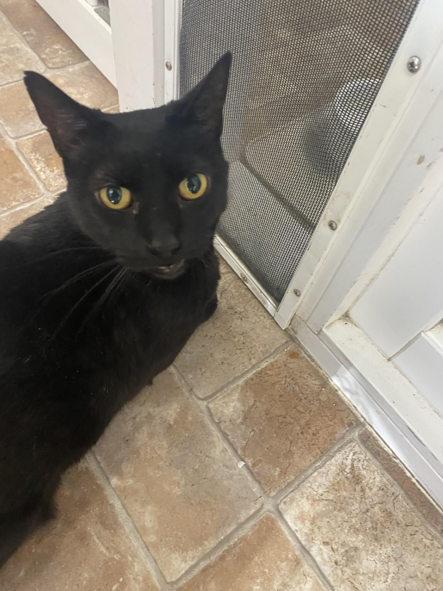 Lola, ADOPTABLE, Adult Female Domestic Short Hair.