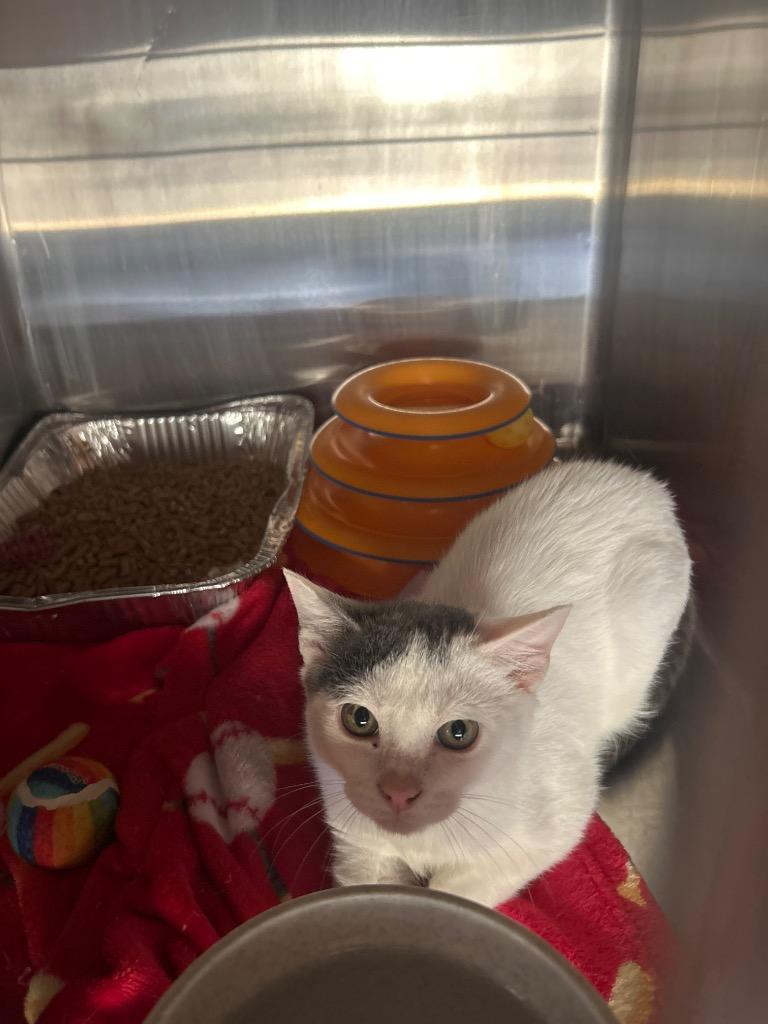 Tony Stark, Adoptable, Young Male Domestic Short Hair.