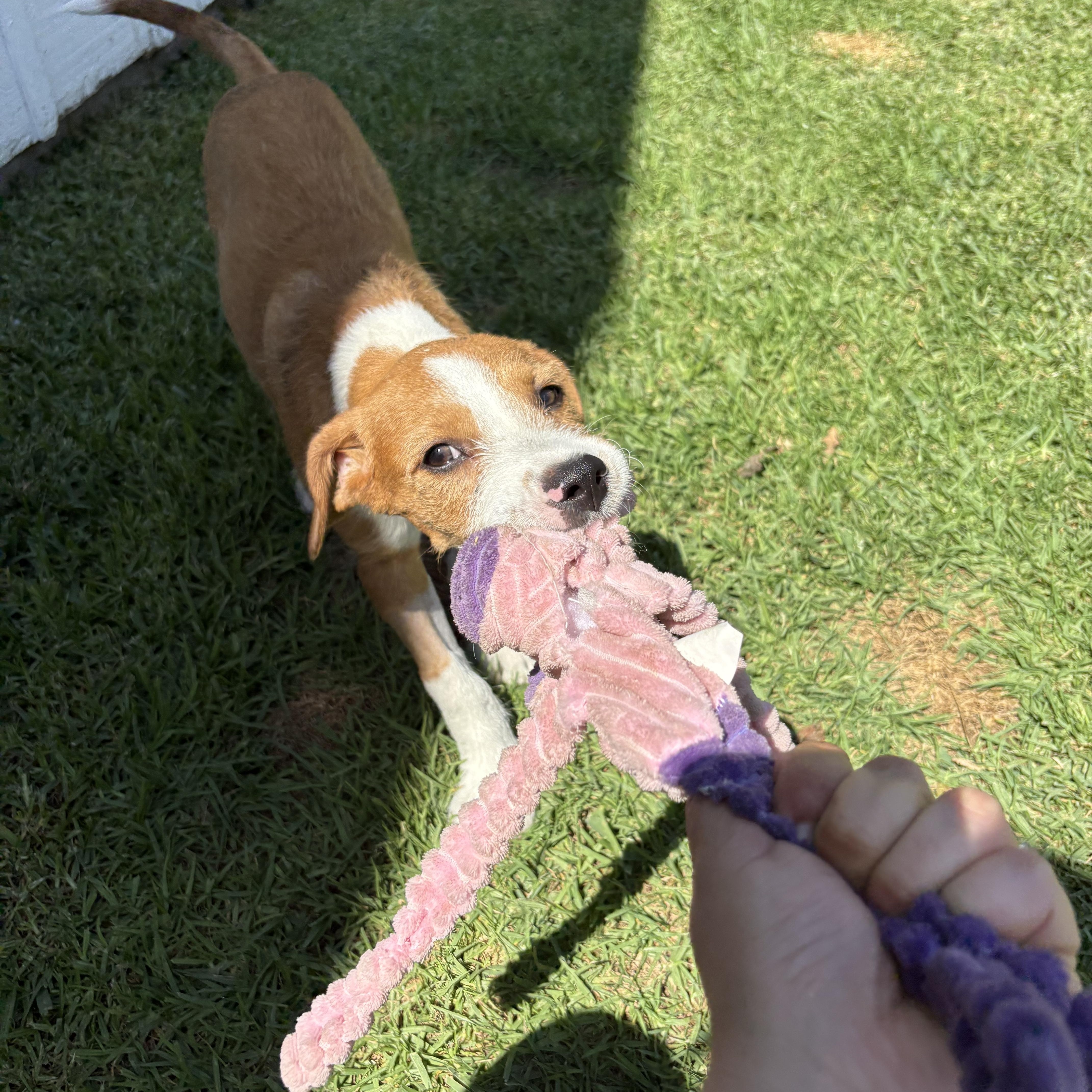Enlarge Baker, a Adopted Foxhound in Long Beach, CA image 3/3