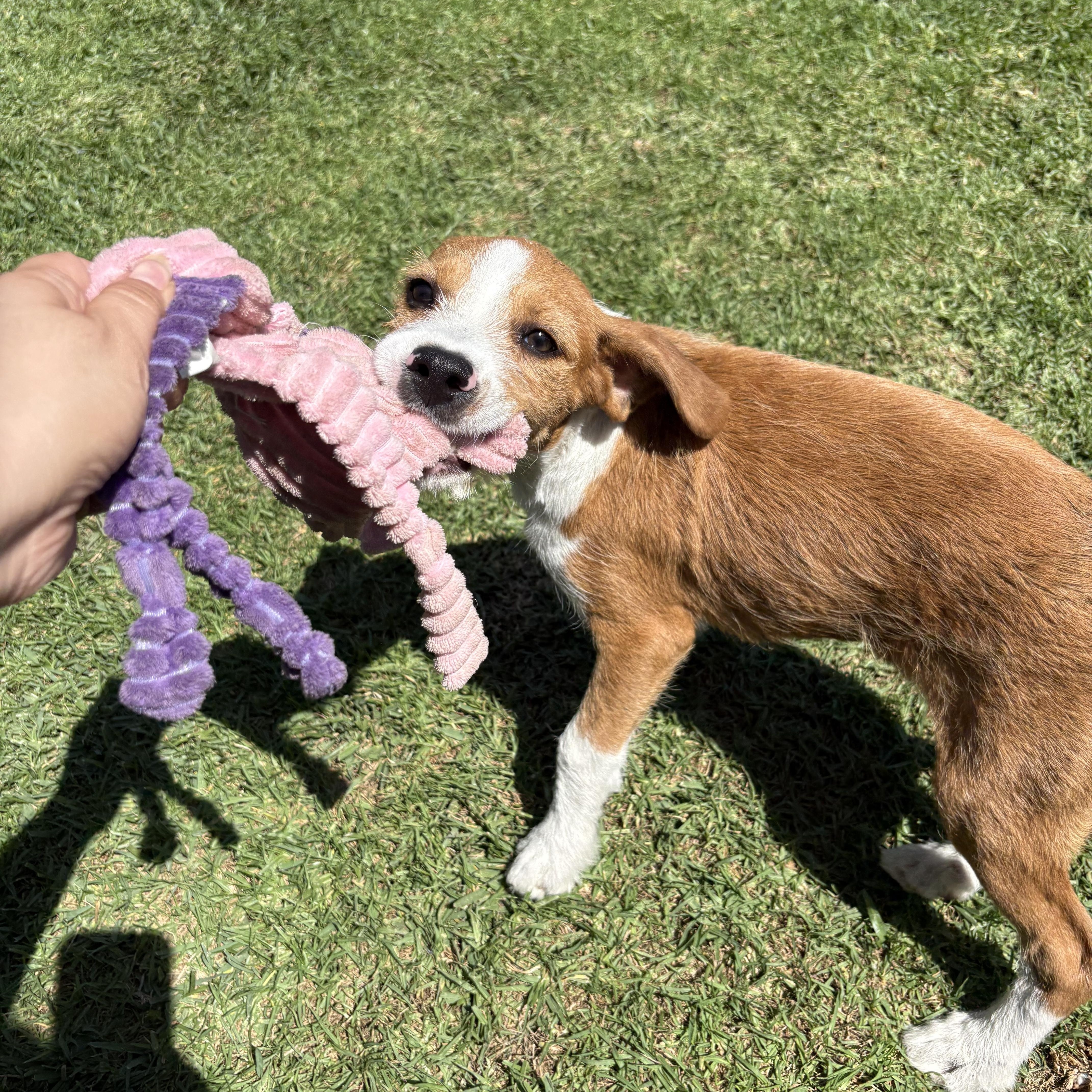 Baker, Adopted, Puppy Male Foxhound.