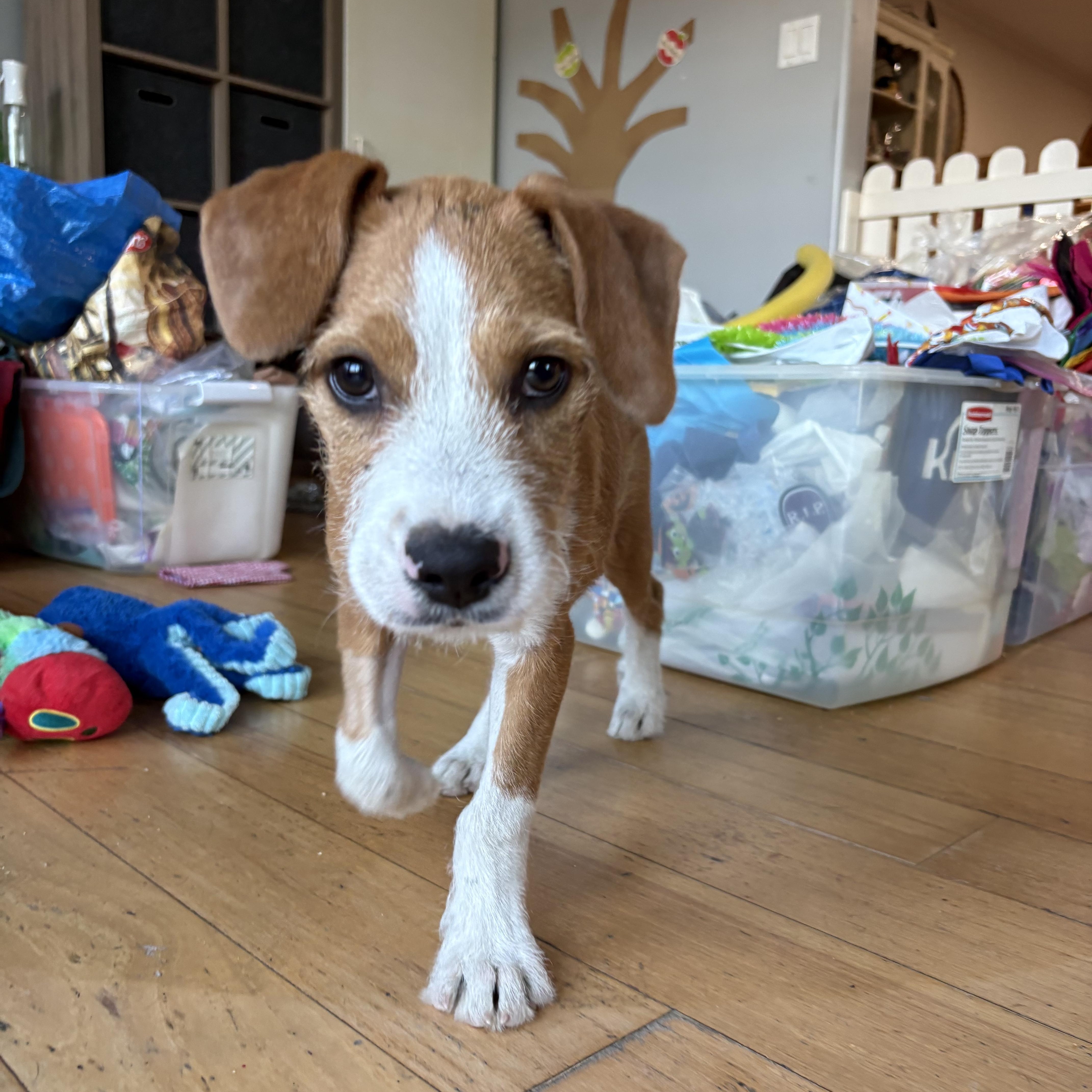 Enlarge Baker, a Adopted Foxhound in Long Beach, CA image 2/3