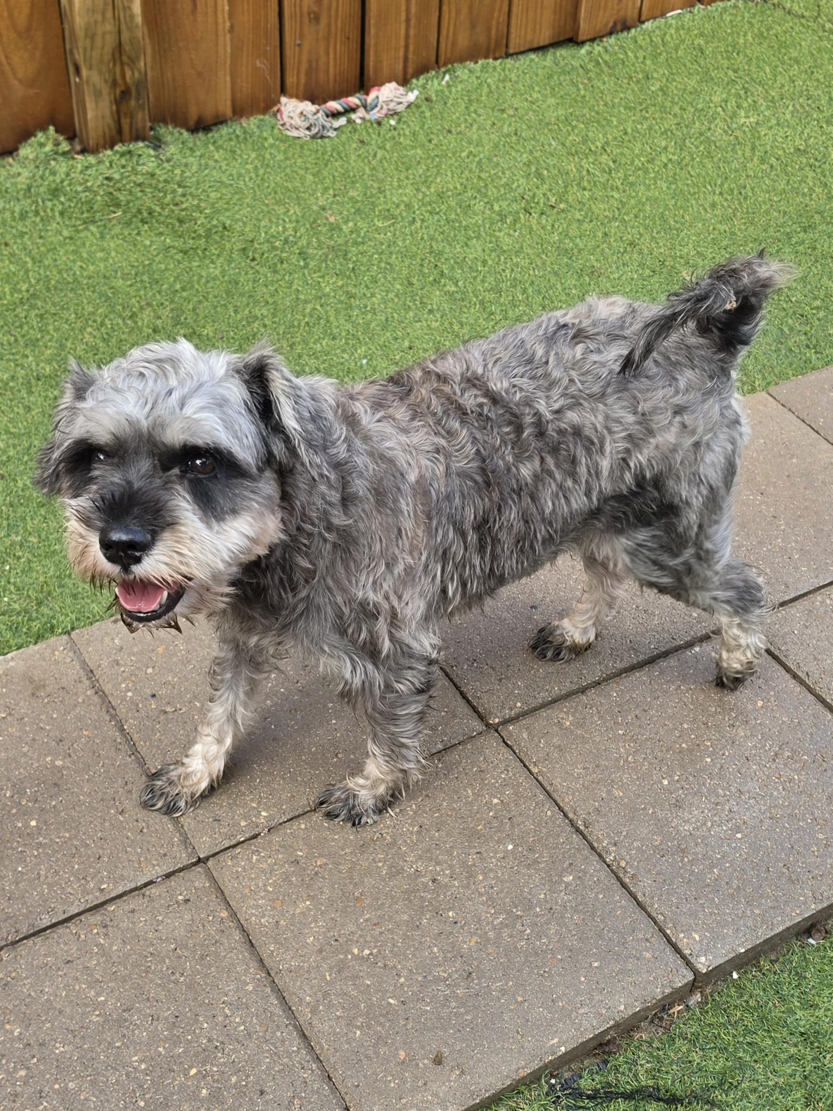 Enlarge Tommy, a Adoptable Miniature Schnauzer in Katonah , NY image 2/3