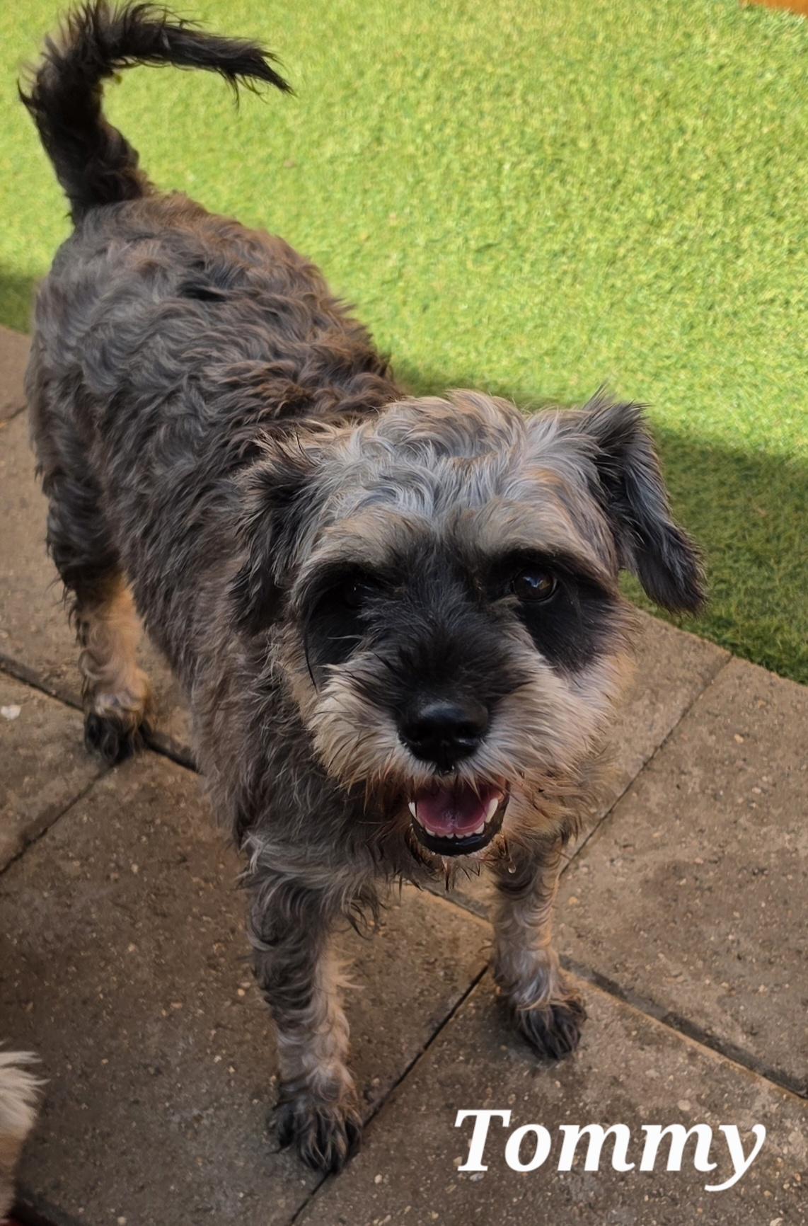 Enlarge Tommy, a Adoptable Miniature Schnauzer in Katonah , NY image 3/3