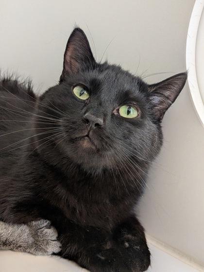 Murtaugh, Adoptable, Adult Male Domestic Short Hair & Domestic Short Hair.