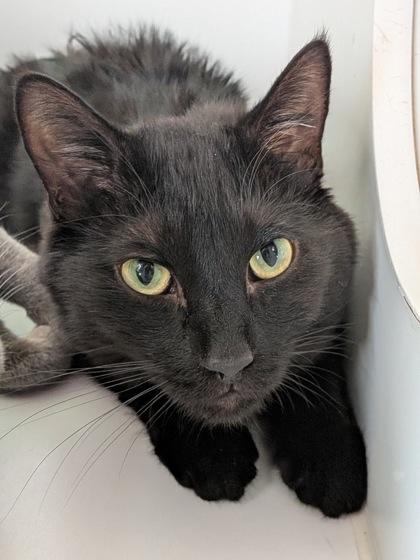 Enlarge Murtaugh, a Adoptable mixed breed in Divide, CO image 3/3