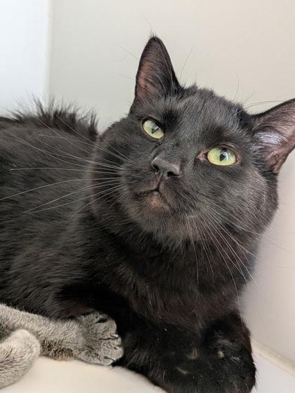 Murtaugh, a Adoptable mixed breed in Divide, CO image 3/3