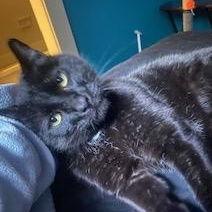 Enlarge Squeaky Bruiser, a Adoptable Domestic Short Hair in Sonora, CA image 1/1