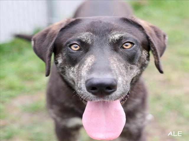 A519009, Adoptable, Young Male Labrador Retriever & Mixed Breed.