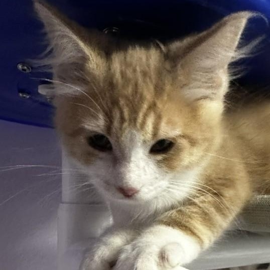 Enlarge Beaker - Sweet Purrsonality, a Adoptable Tabby in Hoquiam, WA image 6/6