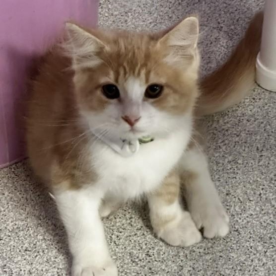 Enlarge Beaker - Sweet Purrsonality, a Adoptable Tabby in Hoquiam, WA image 5/6