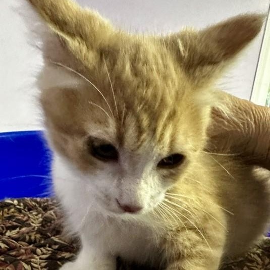 Enlarge Beaker - Sweet Purrsonality, a Adoptable Tabby in Hoquiam, WA image 3/6