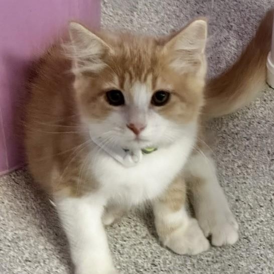 Enlarge Beaker - Sweet Purrsonality, a Adoptable Tabby in Hoquiam, WA image 1/6