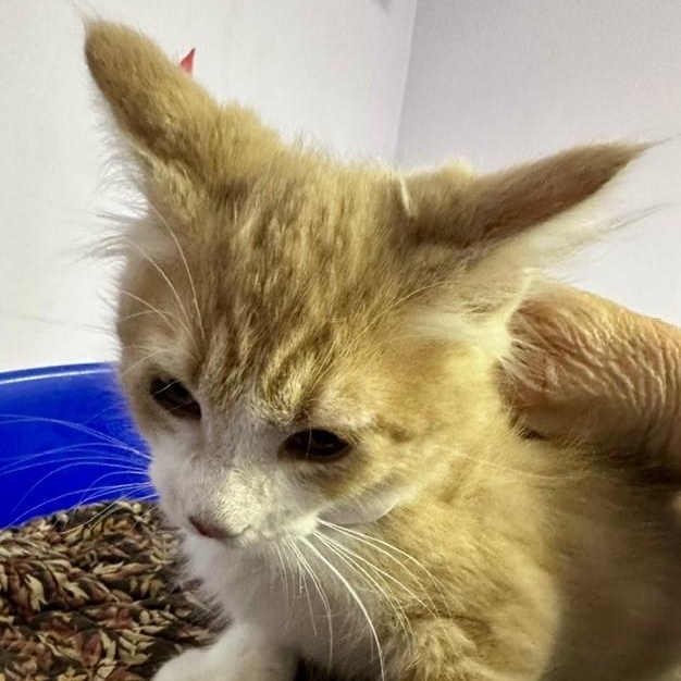 Enlarge Beaker - Sweet Purrsonality, a Adoptable Tabby in Hoquiam, WA image 4/6