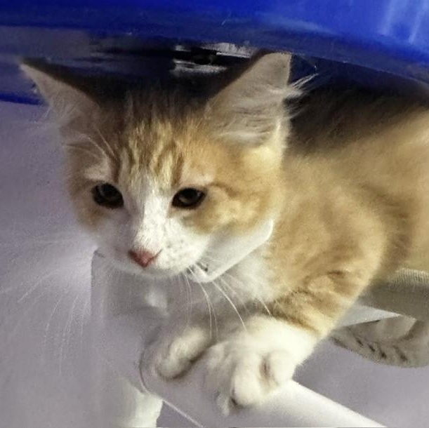Enlarge Beaker - Sweet Purrsonality, a Adoptable Tabby in Hoquiam, WA image 2/6