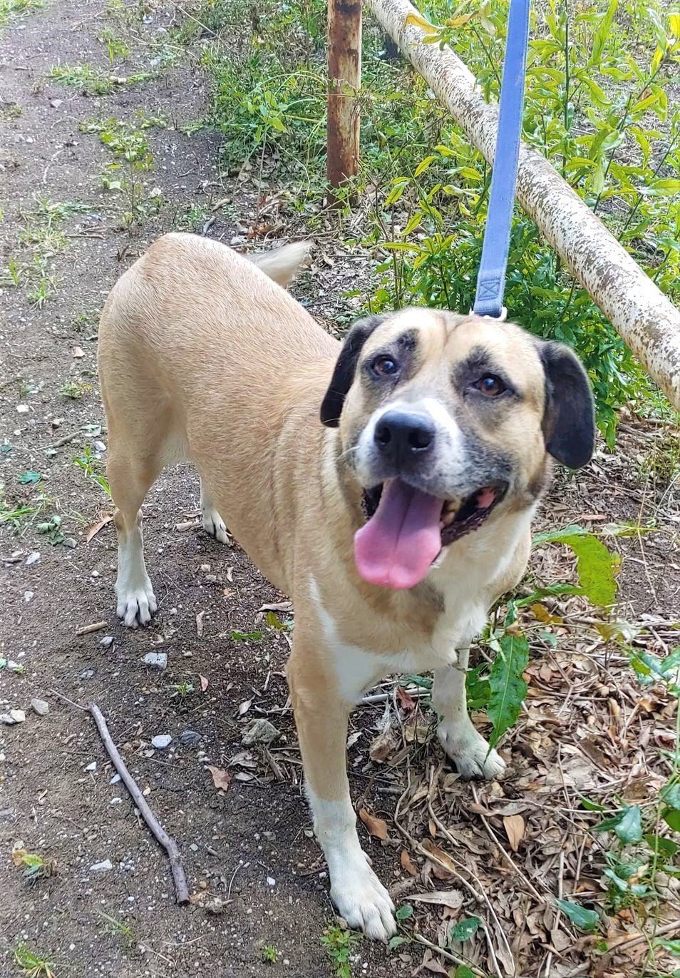 Brownie-4 to 5 years, Adopted, Adult Female Mastiff & Anatolian Shepherd.