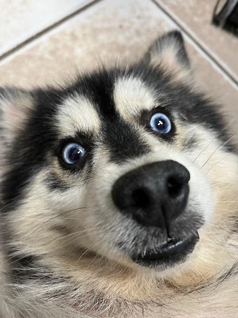 Sophia, Adopted, Senior Female Husky & Pomeranian.