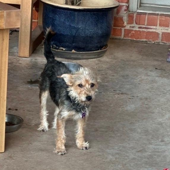 Enlarge Lizzie, an adopted mixed breed in Edmond, OK image 4/6