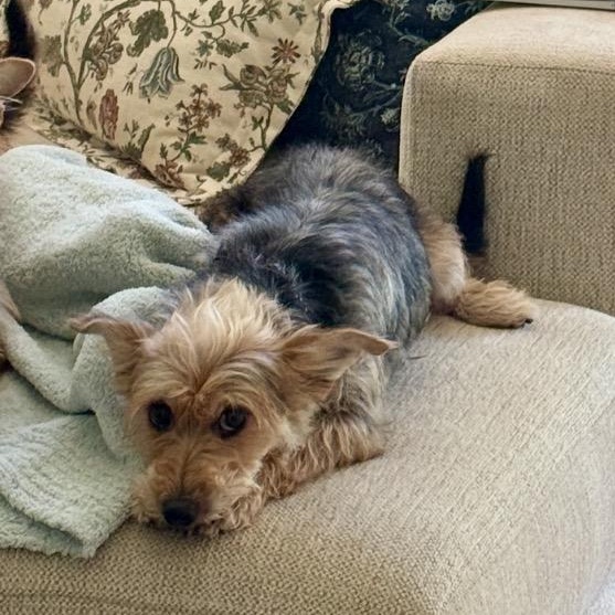 Enlarge Lizzie, an adopted mixed breed in Edmond, OK image 2/6