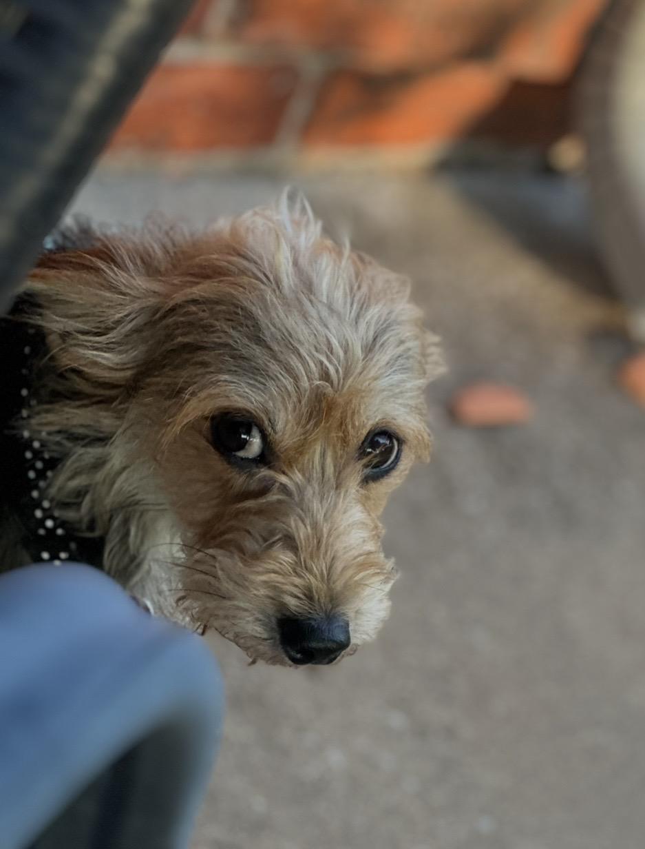 Enlarge Lizzie, an adopted mixed breed in Edmond, OK image 3/6