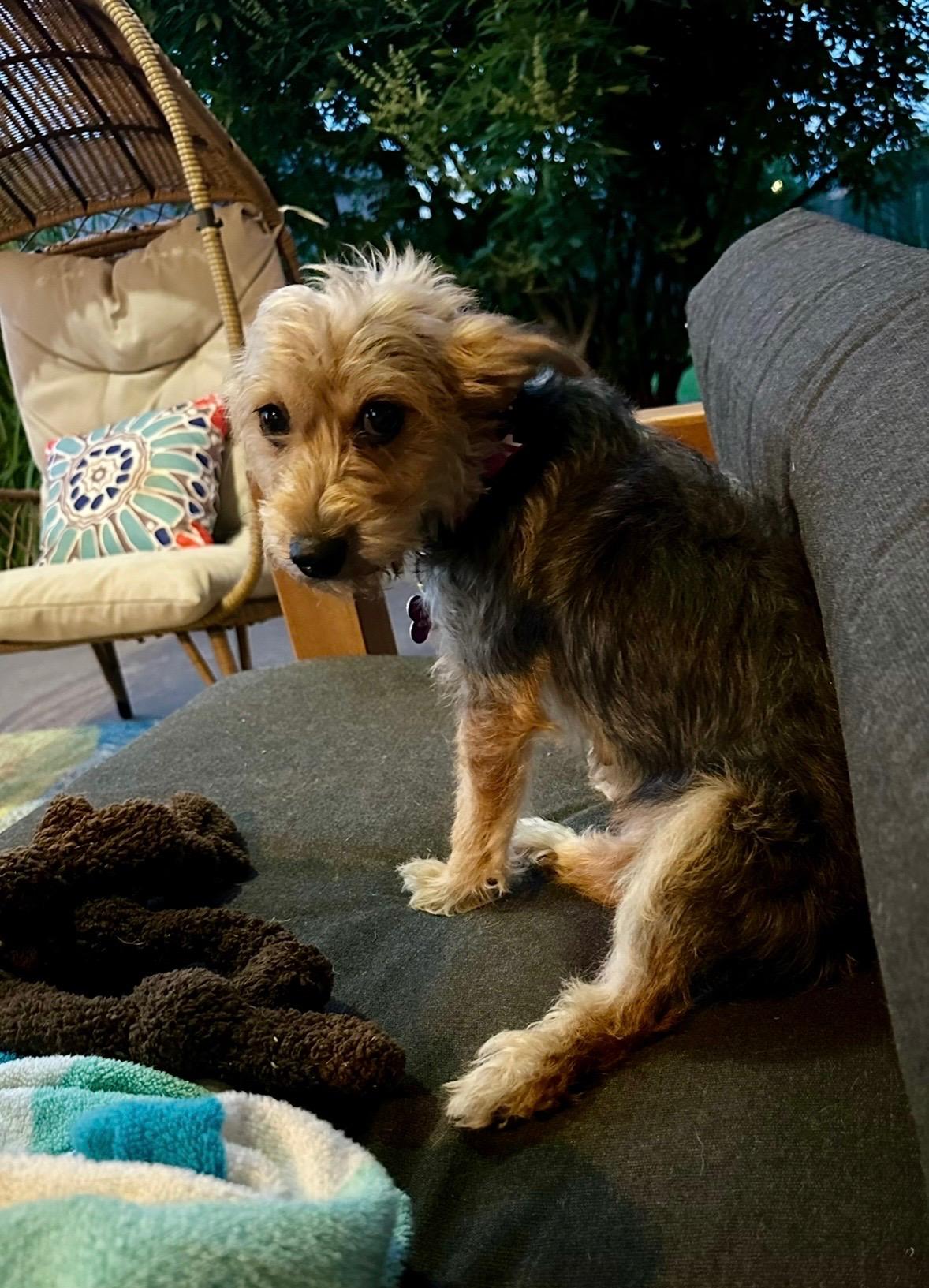 Enlarge Lizzie, an adopted mixed breed in Edmond, OK image 6/6