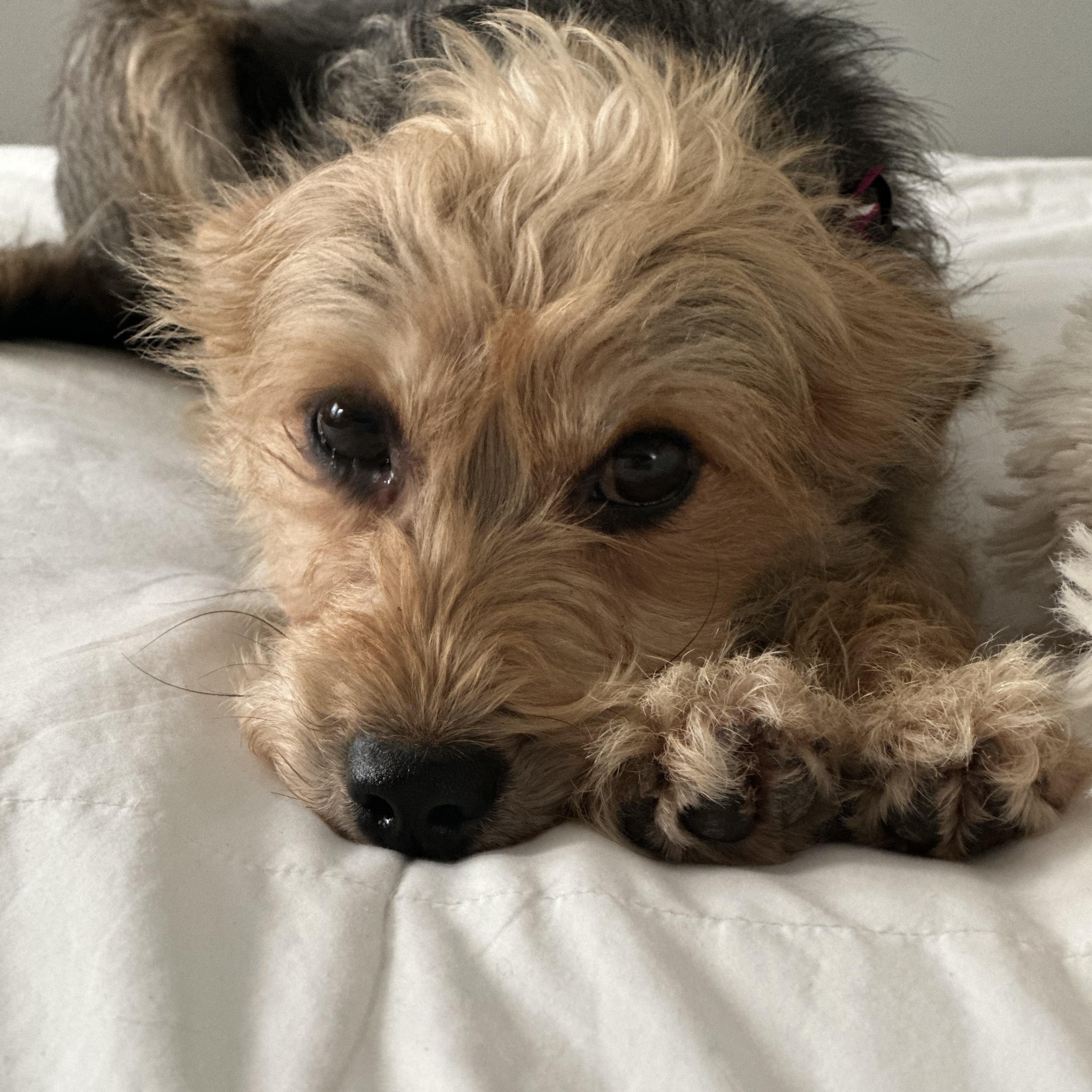 Enlarge Lizzie, an adopted mixed breed in Edmond, OK image 5/6