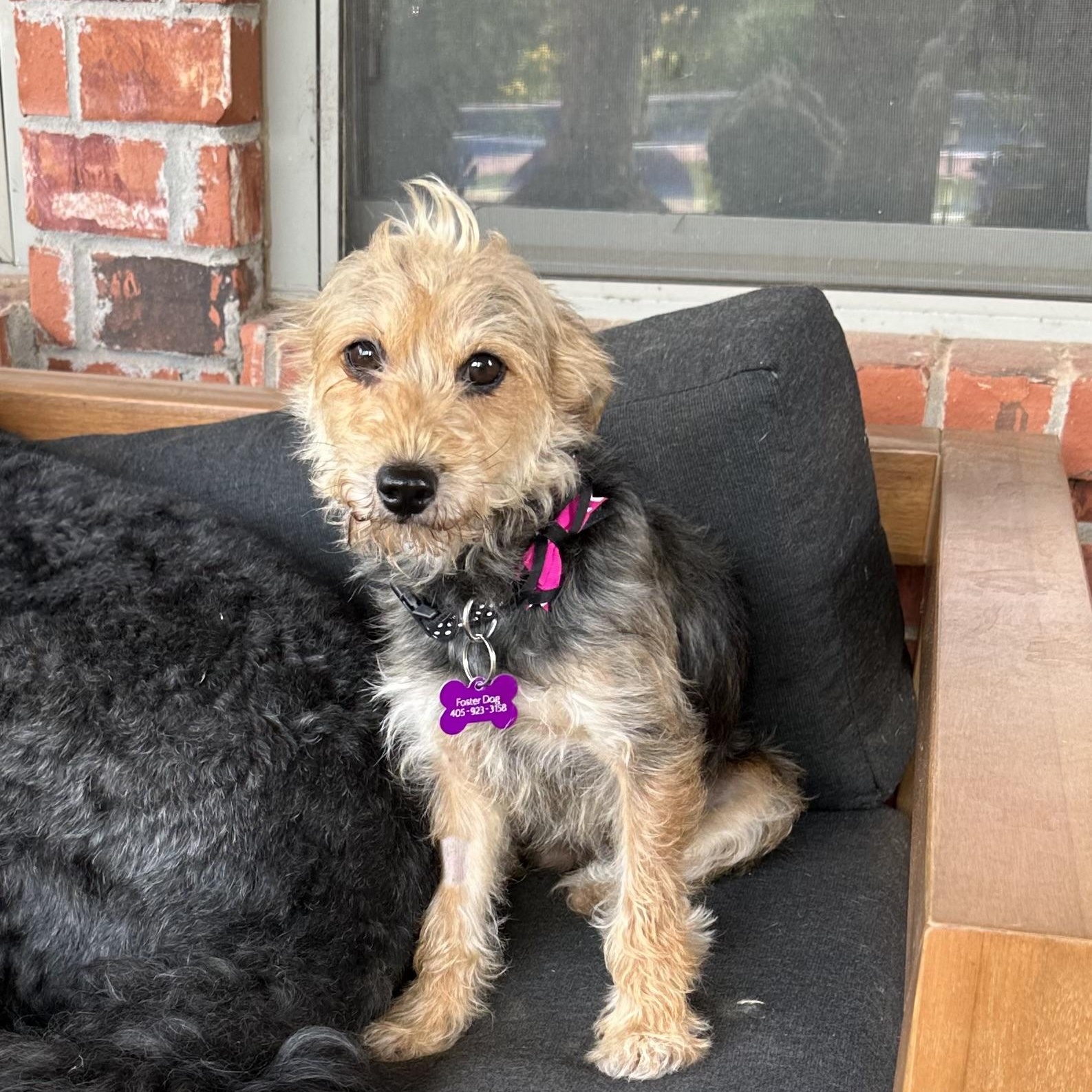 Lizzie, adopted, Adult Female Yorkshire Terrier.