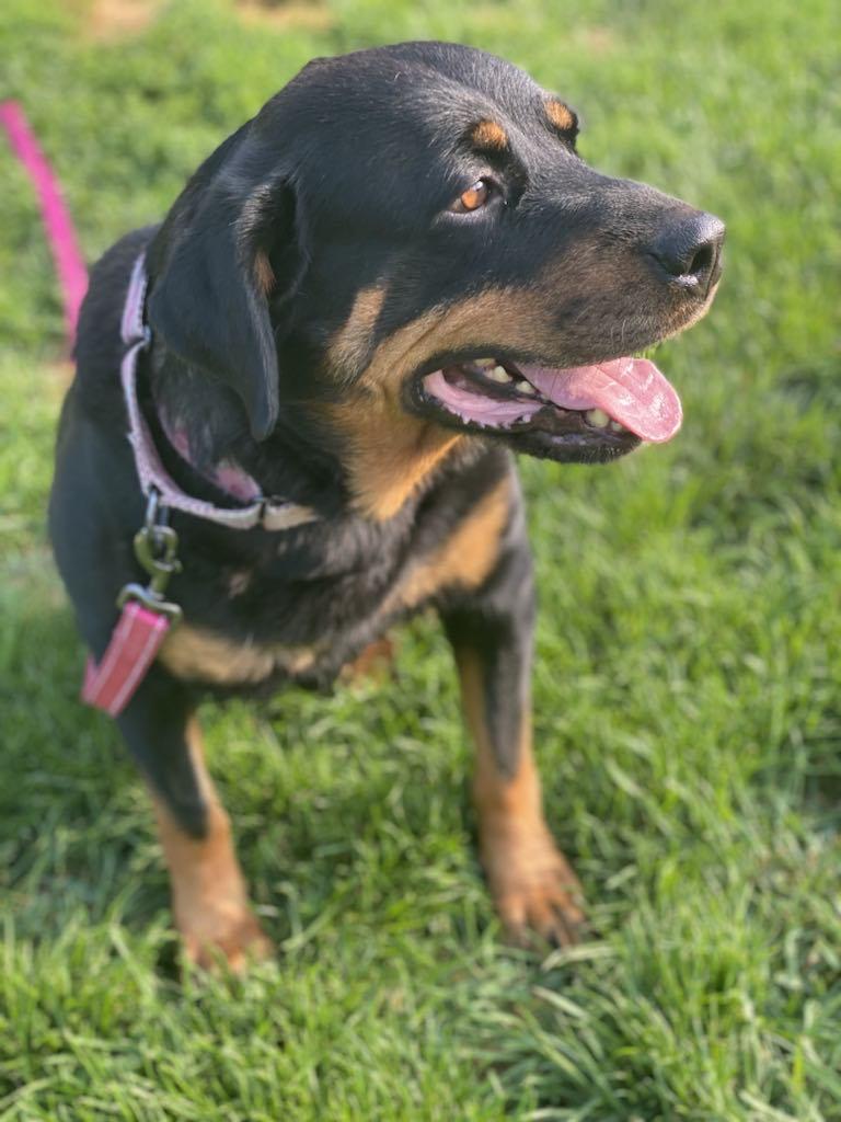 Mabel, Adoptable, Senior Female Rottweiler.