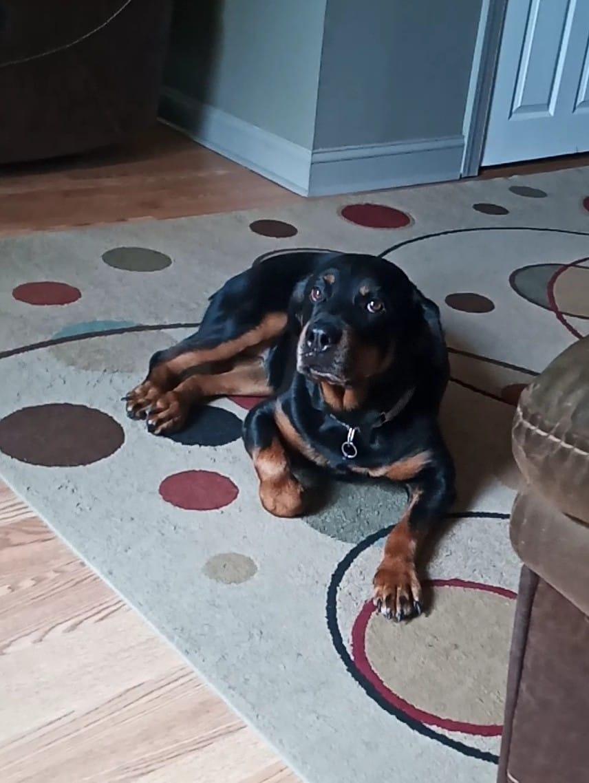 Enlarge Mabel, a Adoptable Rottweiler in Catasauqua, PA image 2/3