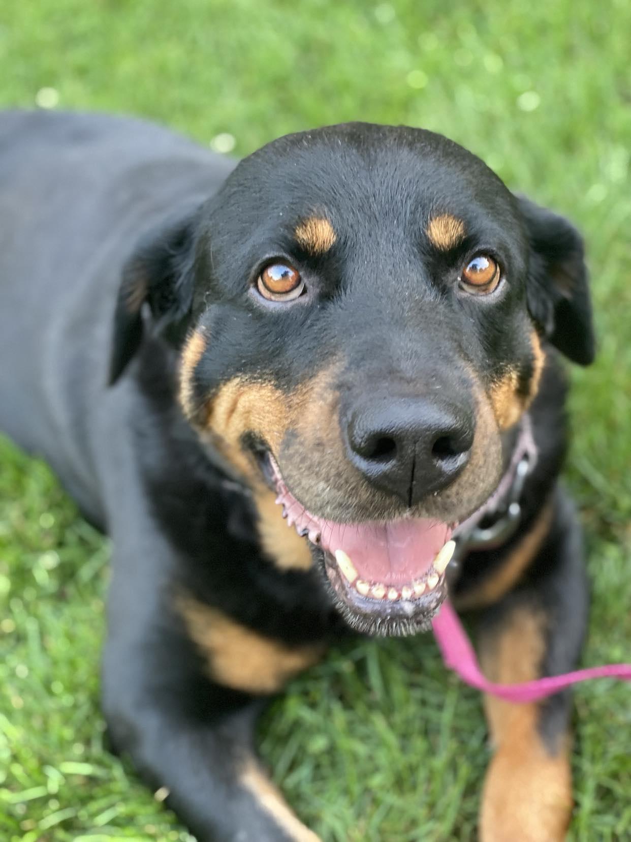 Enlarge Mabel, a Adoptable Rottweiler in Catasauqua, PA image 3/3