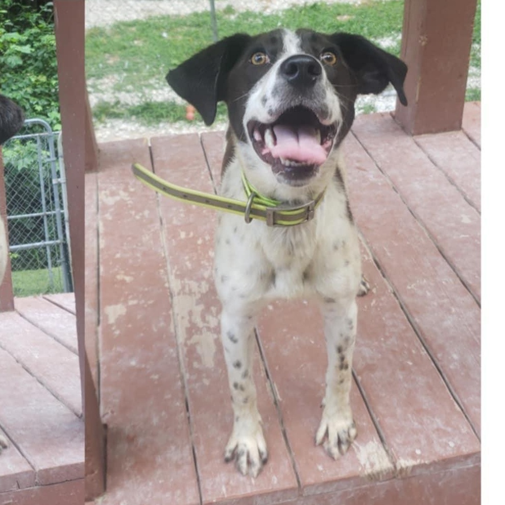 Bullwinkle, an adoptable Spaniel, Hound in Ringwood, NJ, 07456 | Photo Image 2