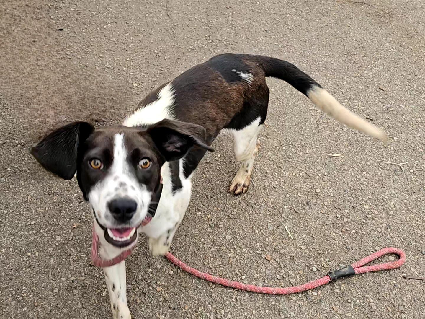 Bullwinkle, an adoptable Spaniel, Hound in Ringwood, NJ, 07456 | Photo Image 4