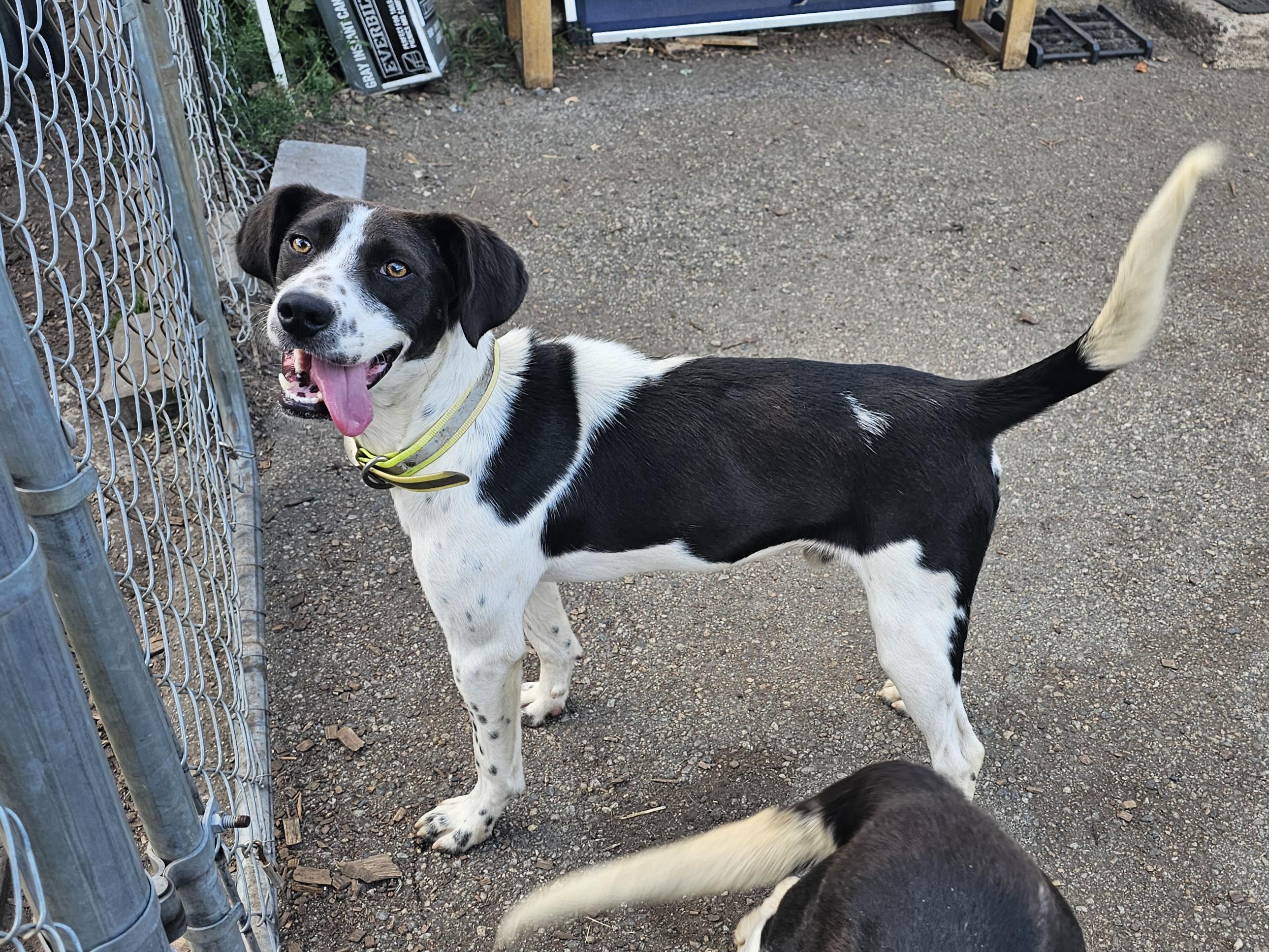 Bullwinkle, an adoptable Spaniel, Hound in Ringwood, NJ, 07456 | Photo Image 5