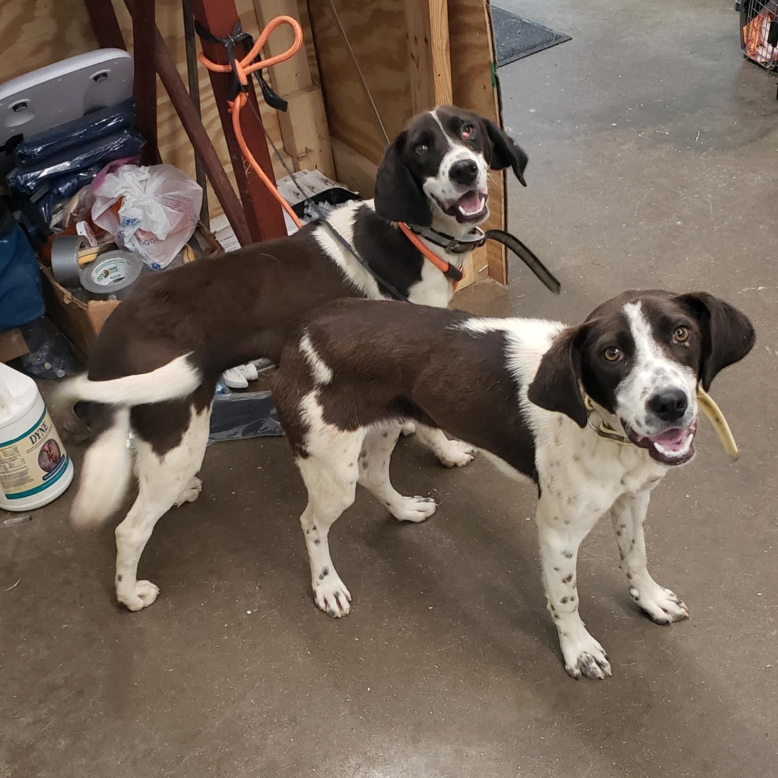 Bullwinkle, an adoptable Spaniel, Hound in Ringwood, NJ, 07456 | Photo Image 3