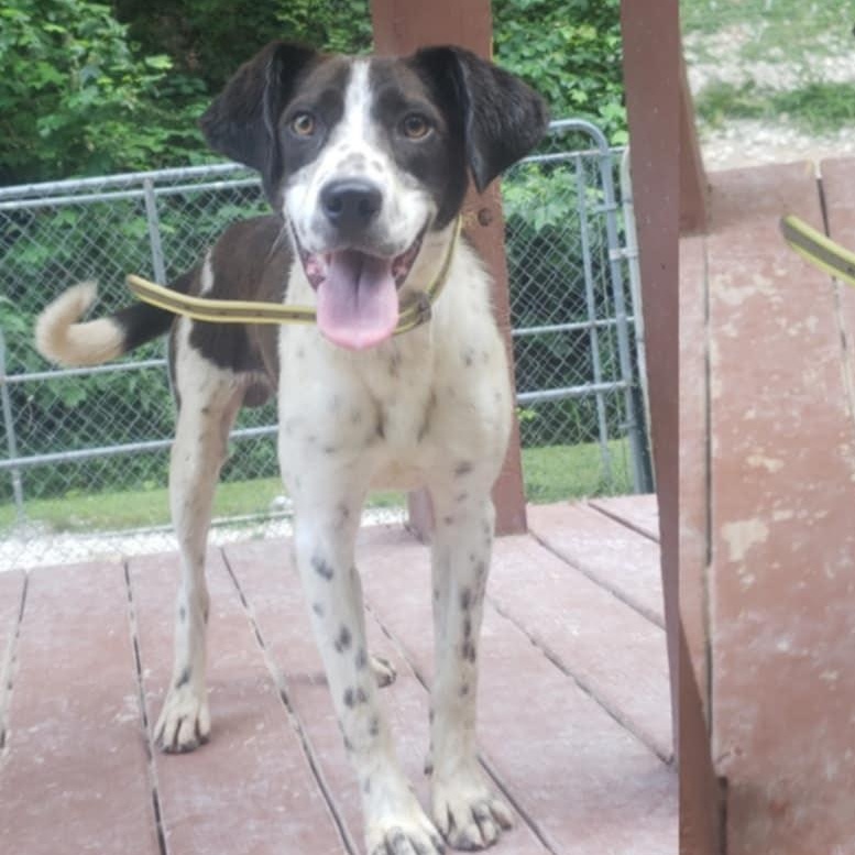 Bullwinkle, Adoptable, Young Male Spaniel & Hound.