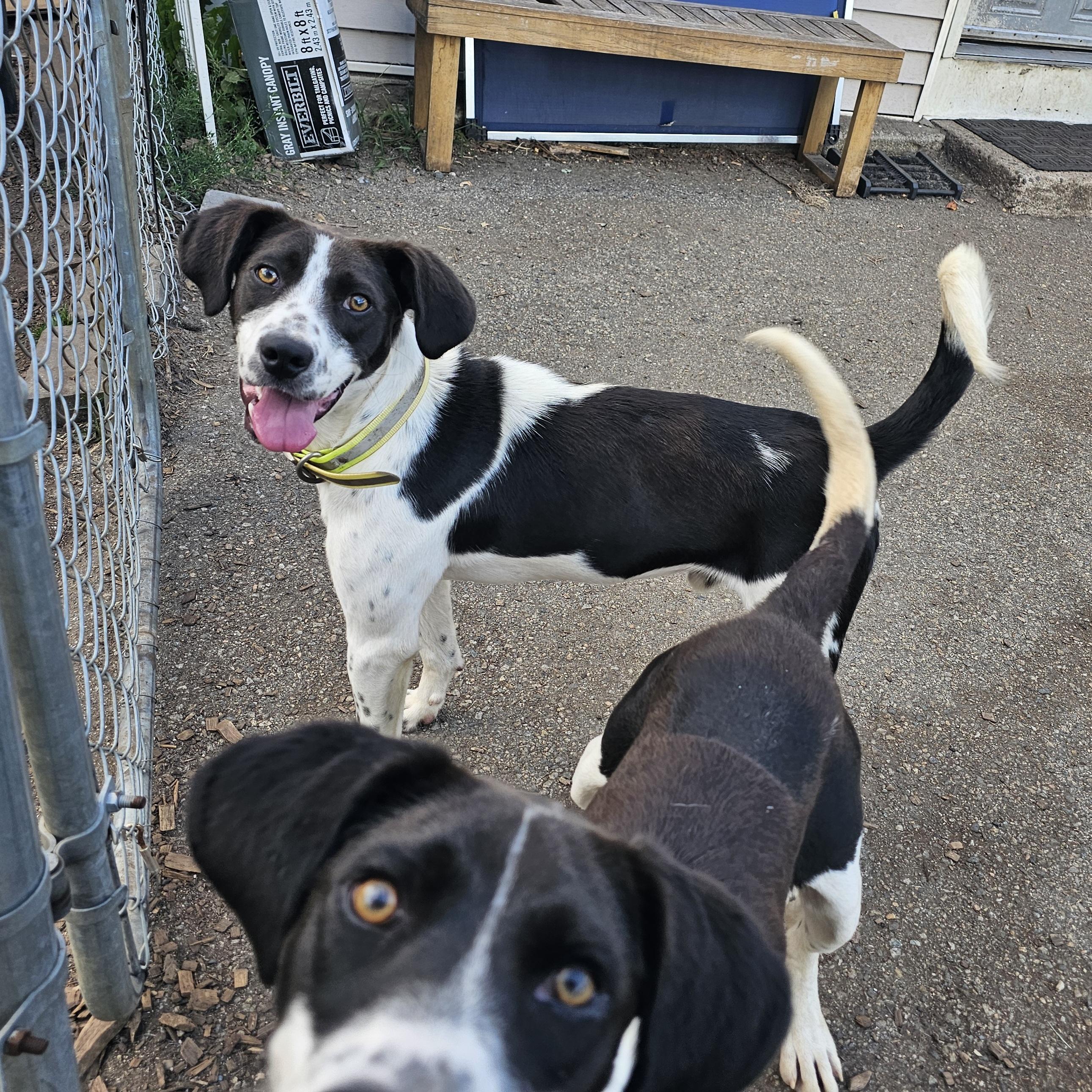 Bullwinkle, a Adoptable mixed breed in Ringwood, NJ image 5/6