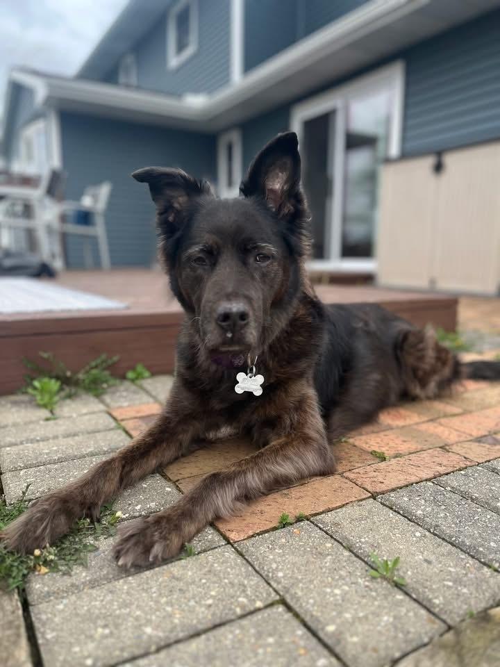 Katydid, Adoptable, Senior Female Labrador Retriever.