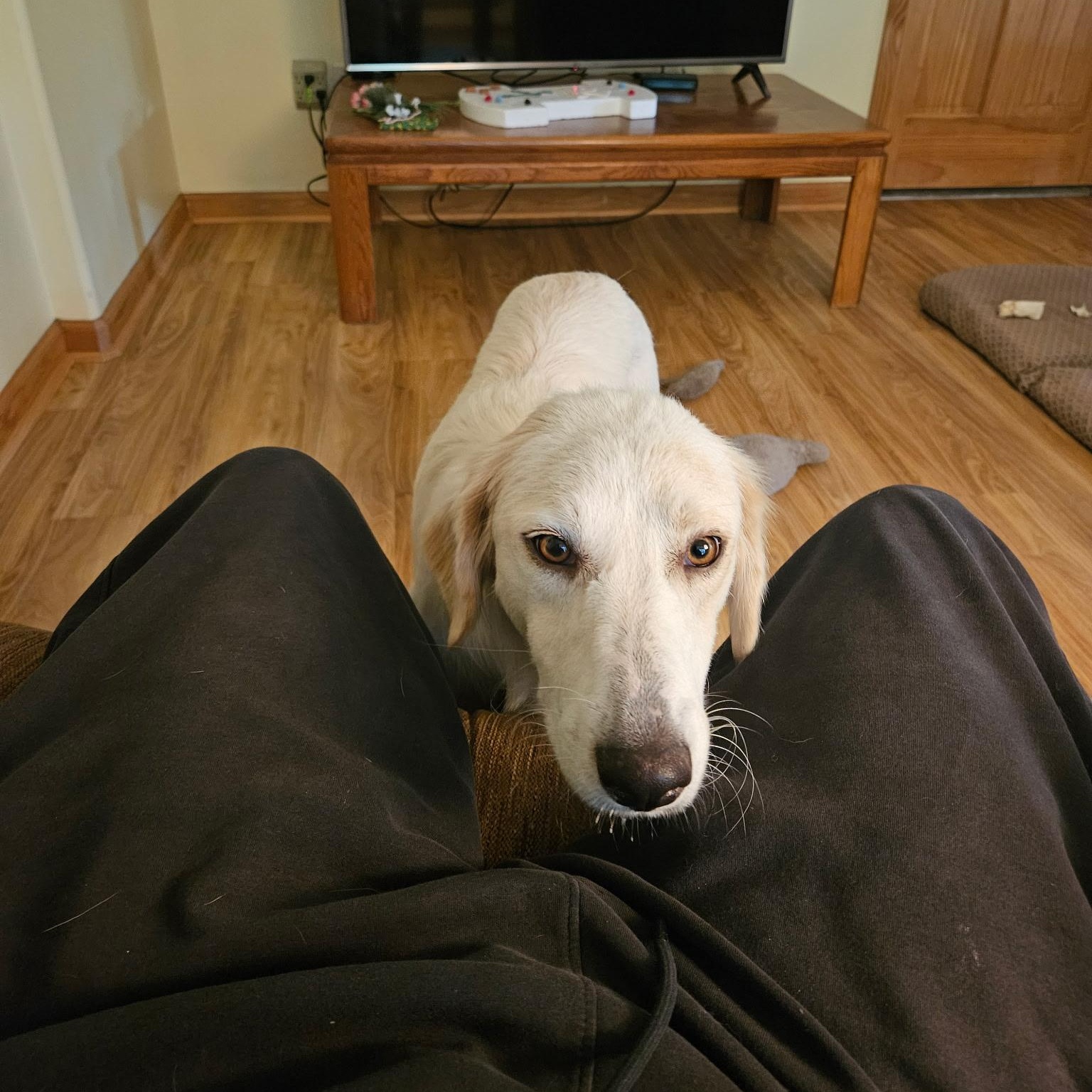 Enlarge Sally, a Adopted mixed breed in Southaven , MS image 4/6
