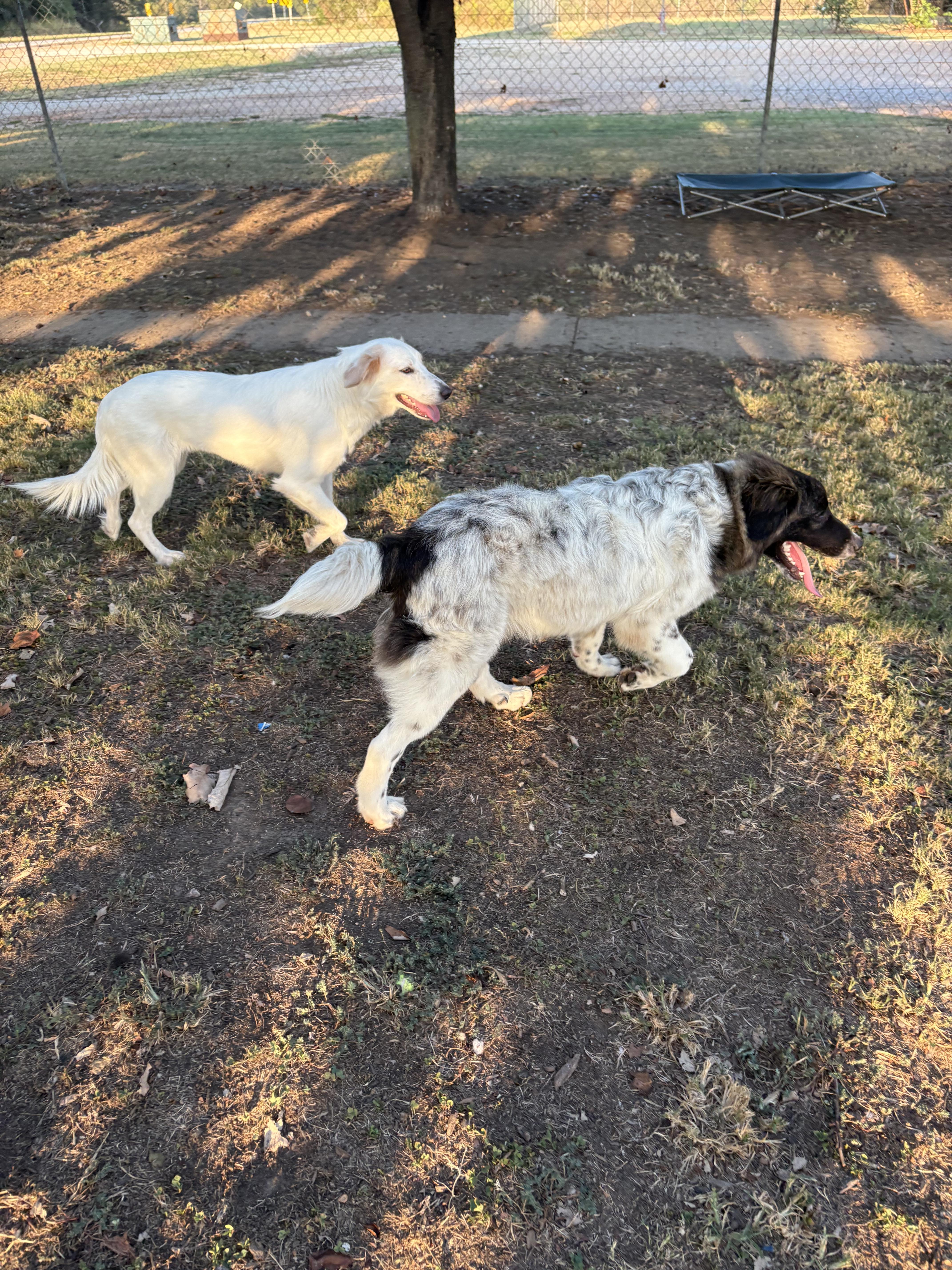 Enlarge Sally, a Adopted mixed breed in Southaven , MS image 6/6