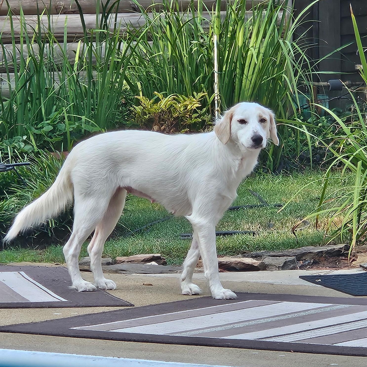 Sally, Adopted, Young Female Labrador Retriever.